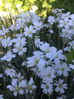 Cerastium arvense